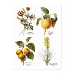 Botanical flower illustrations post card