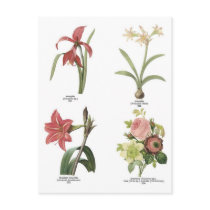 Botanical flower illustrations postcards by delaine31 Botanical flower illustrations postcards