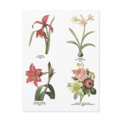 Botanical flower illustrations post card by delaine31