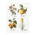 Botanical flower illustrations postcards