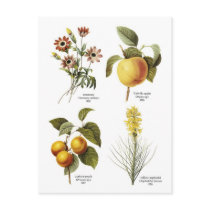 Botanical flower illustrations postcards by delaine31 Botanical flower illustrations postcards