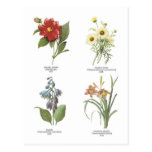 Botanical flower illustrations postcard