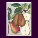 Botanical Pears