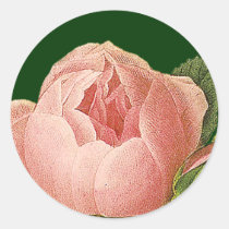 Botanical Pink Cabbage Rose Sticker stickers