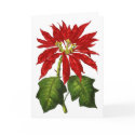 Botanical Poinsettia Greeting Card