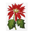 Botanical Poinsettia Postcard