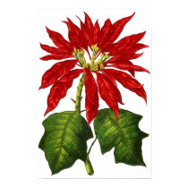 Botanical Poinsettia Print