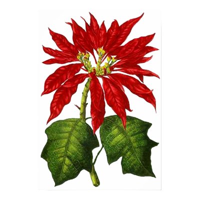 Botanical Poinsettia Print by Jaenne