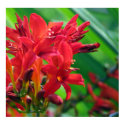 Botanical posters