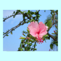 Botanical Print Modern