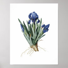 Botanical print of IRISES original by Redoute