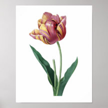 Botanical print of TULIP original by Redoute