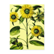 Botanical Sunflowers Morning Postcard