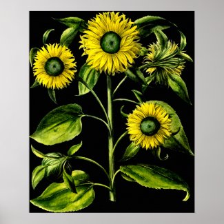 Botanical Sunflowers Print print