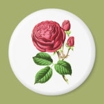 Botanical Tea Rose Magnet
