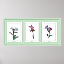 Botanical Trio Floral Poster