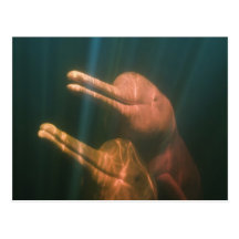 Boto, or Amazon River Dolphin (Inia geoffrensis) Postcard