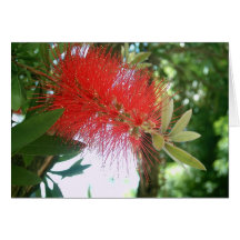 Bottle-Brush Callistemon 1 Cards