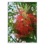 Bottle-Brush Callistemon 4