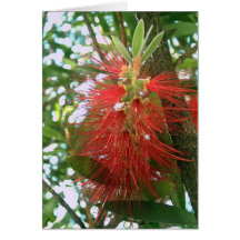Bottle-Brush Callistemon 4 Card