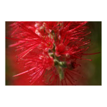 Bottle Brush Flower posters