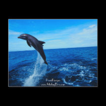 Bottle nose dolphin postcards