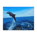 Bottle nose dolphin postcards