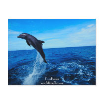 Bottle nose dolphin postcards