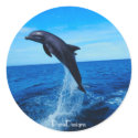 Bottle nose dolphin stickers