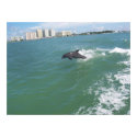 bottle nose dolphin taking a free ride posters