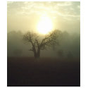 Bottle Tree t-shirts by junjari Bottle Tree t-shirts