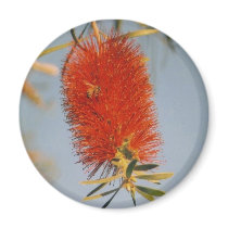 Bottlebrush and Bee magnets