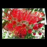 Bottlebrush Flower Card