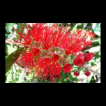 Bottlebrush Flower Print