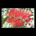Bottlebrush Flower Sticker