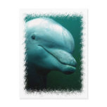 Bottlenose Dolphin Postcard