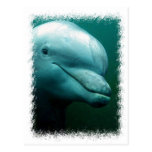 Bottlenose Dolphin Postcard