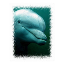 Bottlenose Dolphin Postcard