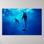 Bottlenose Dolphin Poster FROM 8.99