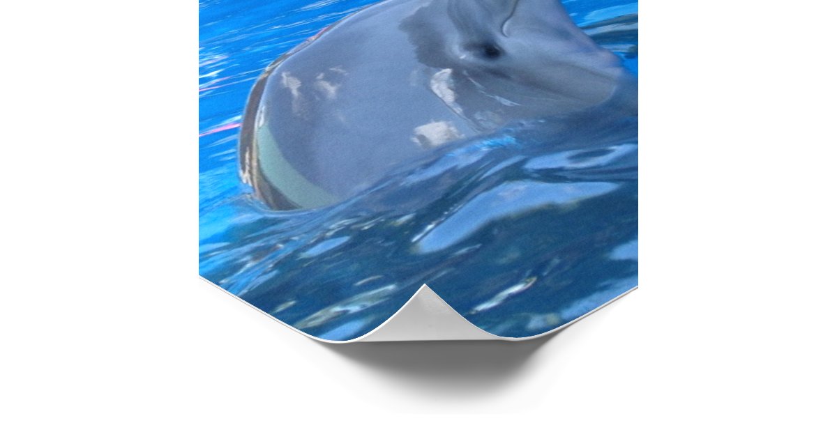 Bottlenose Dolphin Print Zazzle