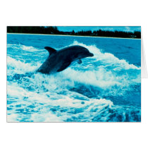 Bottlenose dolphin (Tursiops truncatus), Bahama Is Cards