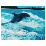 Bottlenose dolphin (Tursiops truncatus), Bahama Is flyers