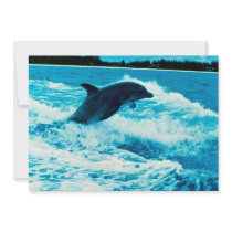 Bottlenose dolphin (Tursiops truncatus), Bahama Is Personalized Announcements