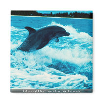 Bottlenose dolphin (Tursiops truncatus), Bahama Is Refrigerator Magnets