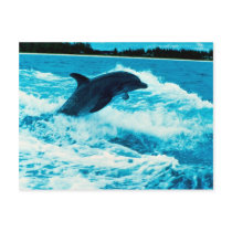 Bottlenose dolphin (Tursiops truncatus), Bahama Is Postcard