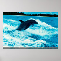 Bottlenose dolphin (Tursiops truncatus), Bahama Is Poster