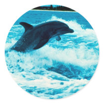 Bottlenose dolphin (Tursiops truncatus), Bahama Is Round Sticker