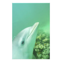 Bottlenose Dolphins Tursiops truncatus) 7 Photo Art