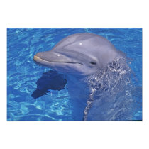 Bottlenosed Dolphin, Tursiops Truncatus