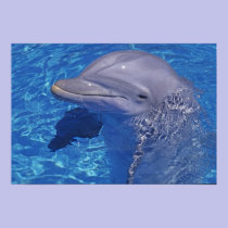 Bottlenosed Dolphin, Tursiops Truncatus posters